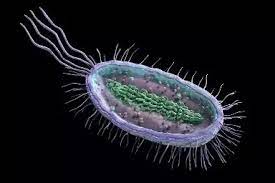 Animal cells and plant cells share the common components of a nucleus, cytoplasm, mitochondria and a cell membrane. Name A Cell That Does Not Have A Nucleus What Are They Called Quora