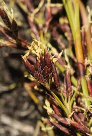 Image result for Costularia