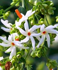 Pin By Vlada Gladishav On Narasimha Jasmine Plant Fragrant Flowers Flowering Plants In India