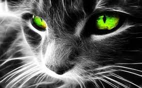 Black Cat Hd Wallpaper Seni Penembak Jitu Wallpaper Ponsel