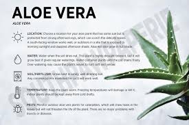 Aloe Vera Care Card Etsy In 2021 Aloe Vera Care Aloe Vera Aloe Plant Care