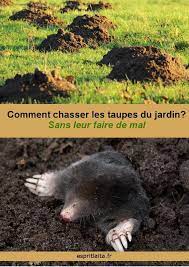 comment faire partir les taupes du jardin jardins ravageurs du jardin jardins potagers verticaux
