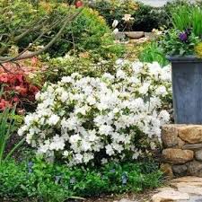 Every june these two and a half foot tall, compact evergreen shrubs are covered with large. Gumpo White Azalea Plantingtree
