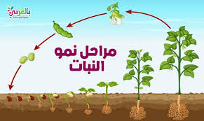 اوراق عمل الكائنات الحية والغير حية للأطفال نشاط الفرق بين الكائنات الحية والغير حية بالعربي نتعلم In 2020 Plants Baby Mobile