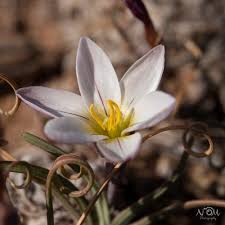 Image result for Hesperantha petitiana