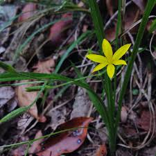 Image result for Hypoxis urceolata