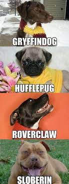Harry Potter Dogs Harry Potter Memes Hilarious Harry Potter Dog Harry Potter Puns