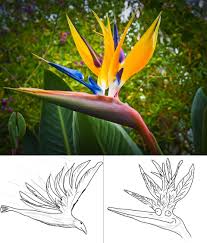 The bird of paradise is a very lovely bird that many people are fascinated about. I M 37 Years Old And Just Today Realized It S Called Bird Of Paradise Because It Looks Like The Left Picture Not The Right Pics