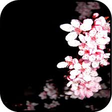 Download now bunga sakura tema dan wallpaper hidup for android apk download. Cherry Blossom Wallpaper Apps En Google Play