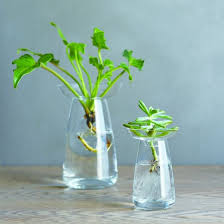 Vase A Hydroculture Plantes Aquatiques Plante Interieur Grands Vases