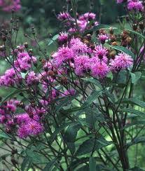 Image result for Vernonia jelfiae