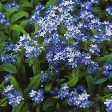The freemasons, the armenian genocide that started in 1915, and the alzheimer's society use them as an icon to raise awareness for the disease and support for caretakers. Forget Me Not Seeds Annual Ferry Morse Home Gardening 202 S Washington St Norton Ma 02766