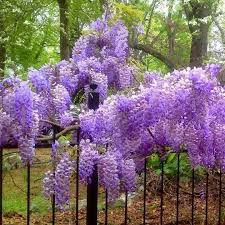 Wisteria Blumen Anbauen Traumgarten