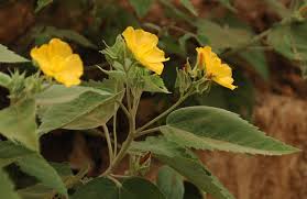 Image result for Melhania virescens