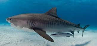 We did not find results for: Remora Fish Lamellae Inspired Disc Model Paves Path For Cost Effective Adhesives