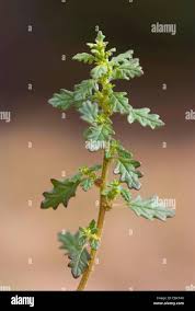 Image result for Dysphania pumilio