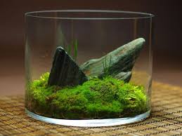 Wabikusa Mini Garden Plants Terrarium Plants