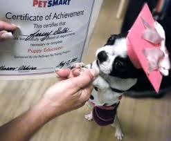 Pet Graduation Caps Graduation Cap Pets Puppies