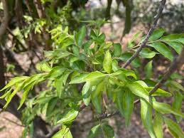 Image result for Olacaceae