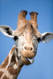 Dixie, a giraffe calf born this month at the kansas city zoo. Giraffe Facts For Kids