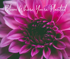 It seemed to him that she looked completely at home in the classic. Bloom Where You Re Planted More Than My Ostomy