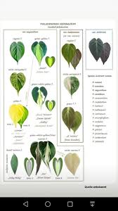 Pin By Angelica Marques On Garten Pflanzen In 2020 Plants Philodendron Plant Indoor Shade Plants