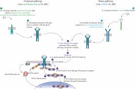 Learn about side effects and possible interactions when taking sarilumab (kevzara). Understanding The Role Of Interleukin 6 Il 6 In The Joint And Beyond A Comprehensive Review Of Il 6 Inhibition For The Management Of Rheumatoid Arthritis Springerlink