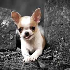 Untuk mendapatkan mereka tanpa dokumen, kamu cukup merogoh kocek antara satu hingga tiga juta rupiah. Mario Wijaya Fransmarioo Profile Pinterest