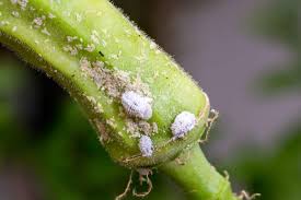 Image result for Mealybug cucumber