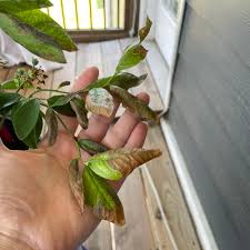 Image result for Vaccinium madagascariense