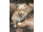 We are here to assist you 365 days a year. Havaneses For Sale In Orlando Dogs On Oodle Classifieds
