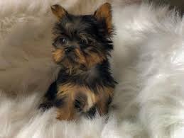 R 100 two loving cats in need of a very good home. Doll Face Teacup Toy Yorkie Puppies Durban Yorkshire Terrier Puppies Dog Breeders Gallery 98162