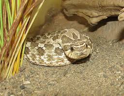 Their beautiful looks, easy temperament, and simple care create the perfect combination for beginners and expert keepers alike. Western Hog Nosed Snake Life Expectancy