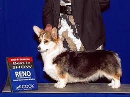 Browse thru pembroke welsh corgi puppies for sale near sacramento, california, usa area listings on puppyfinder.com to find your perfect puppy. Rocky L Ranch