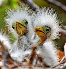 Tropical Bird With Hair On Head Birds 3 Beautiful Birds Birds Pretty Birds