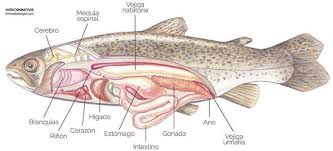 Oncorhynchus mykiss are only native to the pacific coast of north america, extending from alaska down to the border between california and mexico. 1 Anatomia Interna Oncorhynchus Mykiss Extraido De Bioinnova Com Download Scientific Diagram