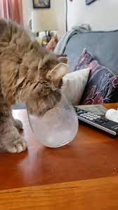 Cats Doing Things On Instagram Me At 3am Drinking Nightstand Water Via Emumuffin In 2021 Kittens Cutest Cute Cat Cute Cats