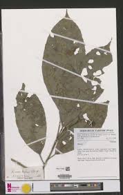 Image result for Rinorea brachypetala