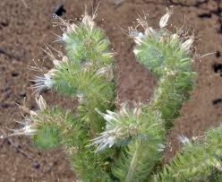 Image result for Polystachya hastata