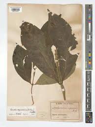 Image result for Leptactina benguelensis