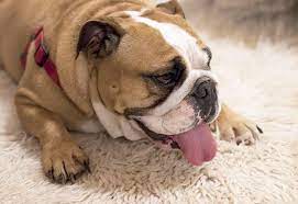 Bronchodilators (theophylline, aminophylline, pentoxifylline, and terbutaline) and corticosteroids (prednisolone, prednisone, and methylprednisolone). Signs Symptoms Treatments For Asthma In Dogs Memphis Emergency Vet