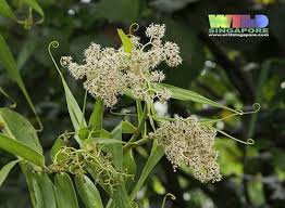 Image result for Flagellaria