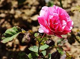 'line renaud' (nl) cultivar di rosa (it); Rosa Line Renaud Wikimedia Commons