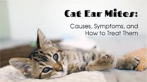 Can i use it for my cats ears. Cat Ear Mites How To Treat Them 2020 Entirelypets
