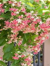 Image result for Hiptage