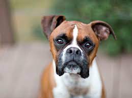 Boxer Full Profile History And Care