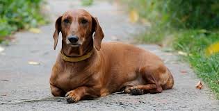 Dachshund Kopek Cinsi Ve Ozellikleri Ajanimo