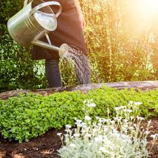 Comment Jardiner Avec La Lune Le Calendrier Lunaire De 2020 Quand Planter Les Tomates Calendrier Lunaire Jardin Jardin Potager