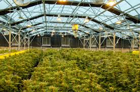 We cover the latest sundial growers headlines and breaking news impacting sundial growers stock performance. Cannabis Lovers Penny Sundial Growers Sndl Never Gives Up 1 Tag Own Snap