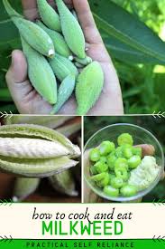Eat Milkweed Help Save The Monarchs In 2020 Edible Plants Wild Food Foraging Edible Wild Plants
